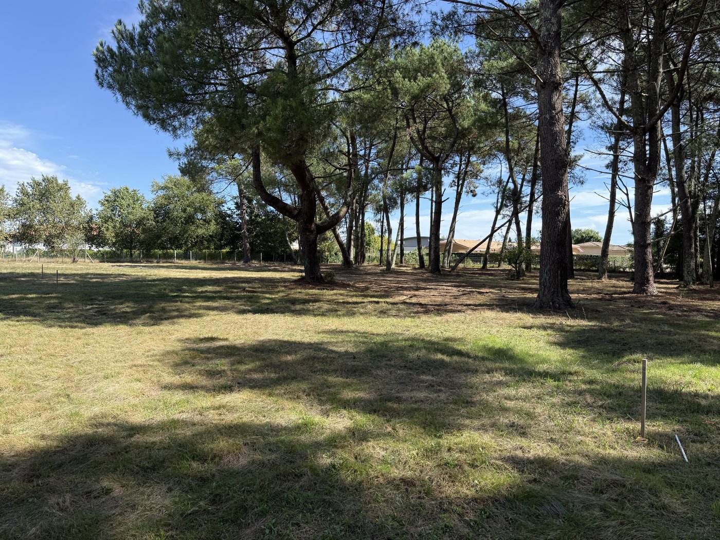 Zone boisée de pins — L'Orée des Pins
